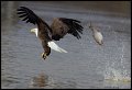 _3SB7935 bald eagle and fish